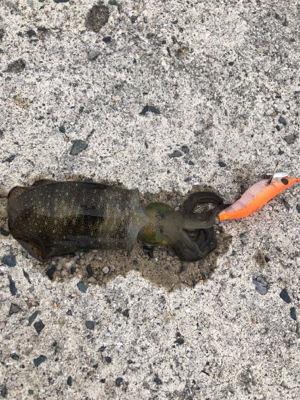 エギングしたくて