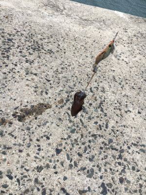 アオリイカ調査