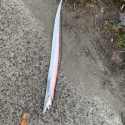 居るよう‼︎ タチウオ