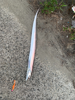 居るよう‼︎ タチウオ