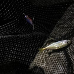 ツバスのはずが