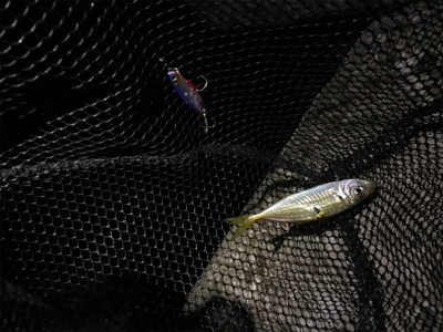 ツバスのはずが