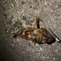 真夜中の郡六へ