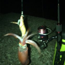 今期ケンサキ釣りで初めてエギで釣れた(^^)