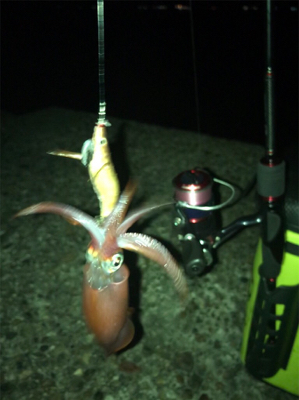 今期ケンサキ釣りで初めてエギで釣れた(^^)