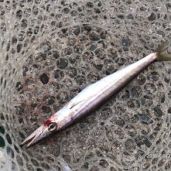 回遊とランガン