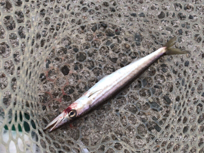 回遊とランガン