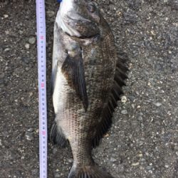 今日はチヌが釣れました