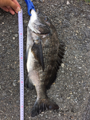 今日はチヌが釣れました