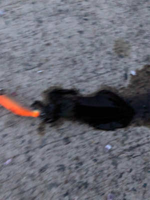 ランガンエギング