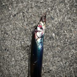 対タチウオ新メソッド試行