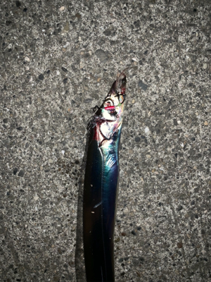 対タチウオ新メソッド試行