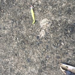 カマスのみ。。