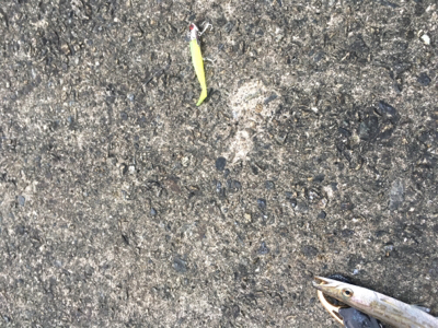 カマスのみ。。