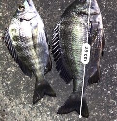 ちょこっと釣行