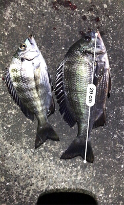 ちょこっと釣行