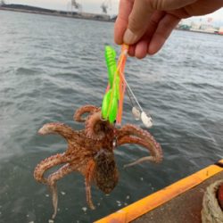 早朝のオクトパッシング