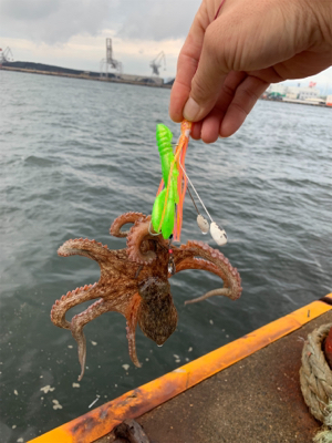 早朝のオクトパッシング