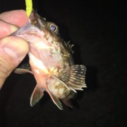 アジおらず、、ガシラのみ