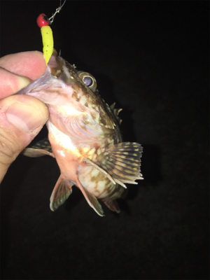 アジおらず、、ガシラのみ