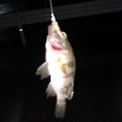 試合ついでの年1食コン釣行