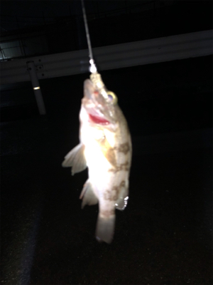 試合ついでの年1食コン釣行