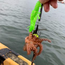 夜明けのオクトパッシング