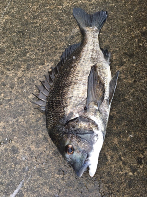 海の色が戻ってきました