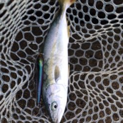 光量とボイルの関係性