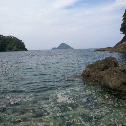 アオリイカ新子調査