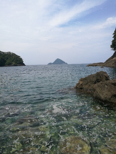 アオリイカ新子調査