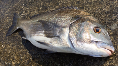 つりぴぃぽぉ釣果