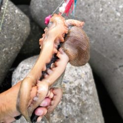 ショアタコ 700g強