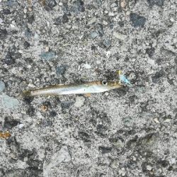 ジグサビキでアジ