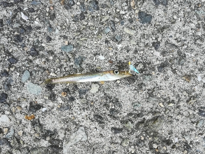 ジグサビキでアジ