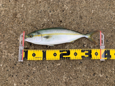 ツバスのませ時々タコ