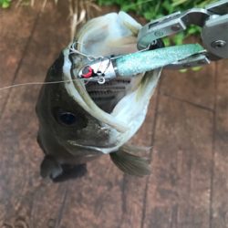 デイのシーバスは気持ちいい