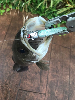 デイのシーバスは気持ちいい