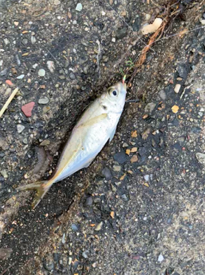 初心者釣り教室に参加しました。