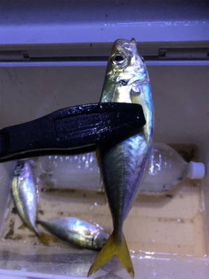 マナー違反な釣り人…