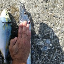 タチウオ　青物狙い