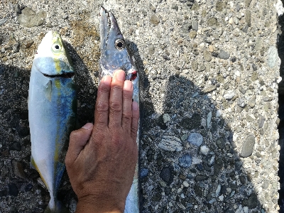 タチウオ　青物狙い