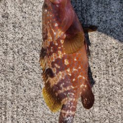 キジハタまだまだ好調