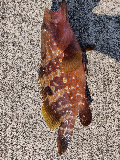 キジハタまだまだ好調