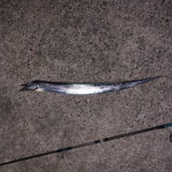 親父の釣行 淡路島編