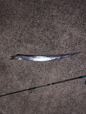 親父の釣行 淡路島編