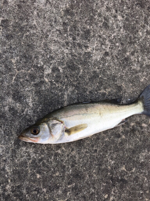 干潮前後で楽しめました