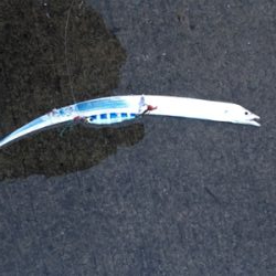 タチウオテンヤ