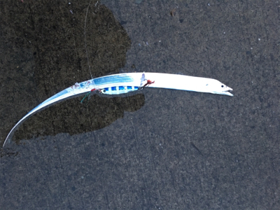 タチウオテンヤ