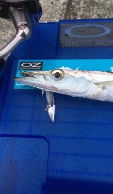 関西釣行ラスト！？